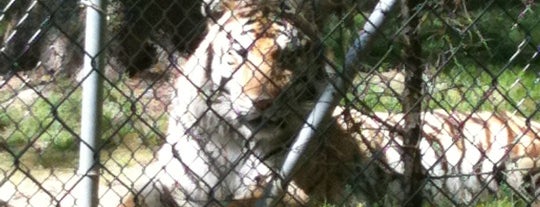 Tiger World is one of Posti salvati di Jessica.