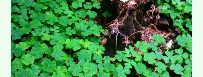 Richardson Grove State Park is one of Roadtrip 101.