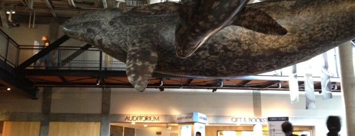 Monterey Bay Aquarium is one of Museums I'd like to visit.
