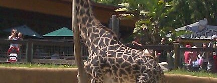 Giraffes is one of Dan : понравившиеся места.