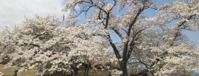 美の山公園 is one of Lugares favoritos de Sigeki.
