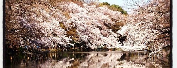 Inokashira Park is one of Japan (Tokyo & Kyoto), 2016-05.