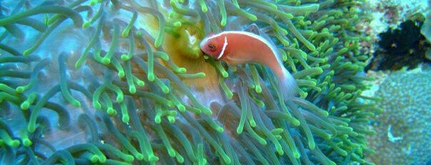 Bunaken National Maritime Park is one of Tips images.