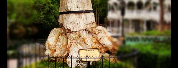 Petrified Tree is one of Disneyland Resort.