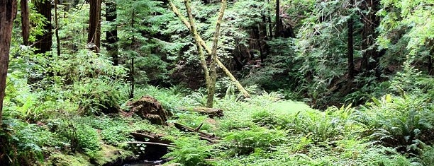 Butano State Park is one of Santa Cruz.