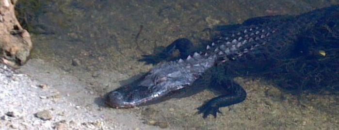 Big Cypress National Preserve is one of Rex : понравившиеся места.