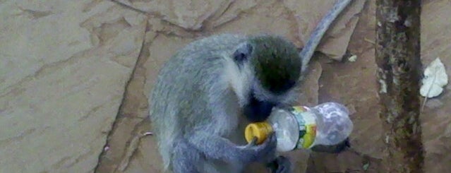 Nairobi Animal Orphanage is one of Africa.