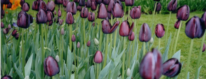 Tulipland is one of My favorites all around the world.