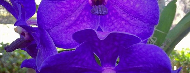 The Orchid Show At New York Botanical Gardens is one of Locais salvos de Livia.