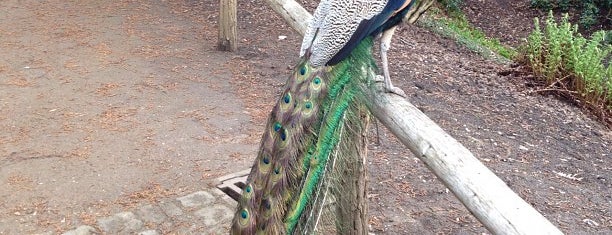 Forstbotanischer Garten is one of Petri’s Liked Places.