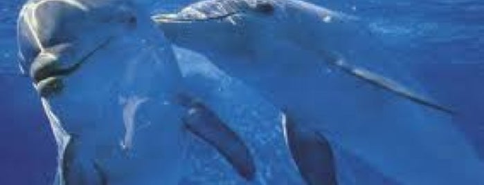 Dolphin Discovery is one of Chio 님이 좋아한 장소.