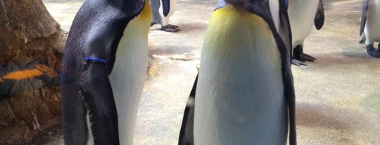 Nagasaki Penguin Aquarium is one of 長崎市 観光スポット.