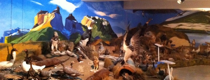 Museo De Fauna Patagonica Antonio Romanato Callegaro is one of Puerto Natales.