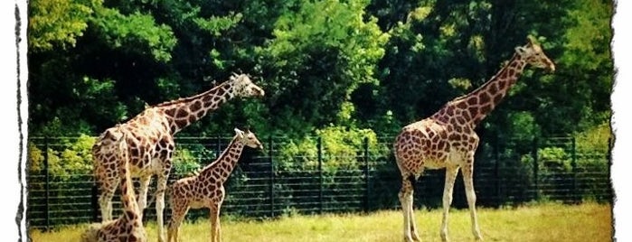 Tierpark Berlin is one of Berlin with kids.