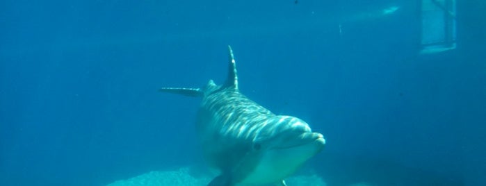 Siegfried & Roy's Secret Garden and Dolphin Habitat is one of Las Vegas.