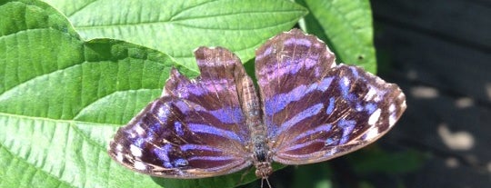 Butterfly Exhibit is one of Zoo.