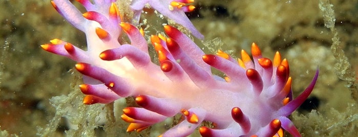 Big Liguid Dive Site is one of Davao Dive Sites.