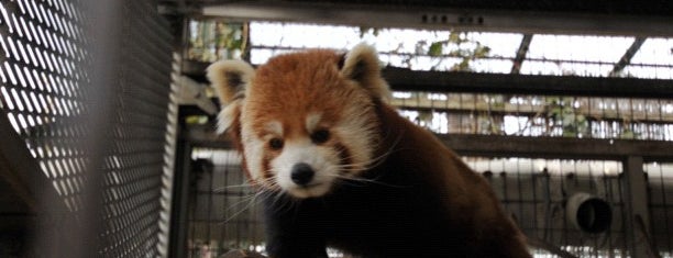 熱川バナナワニ園 is one of 動物園.