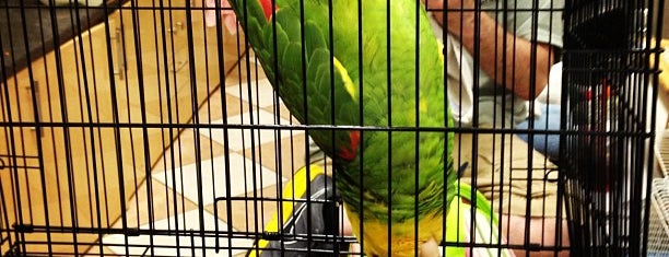 Golden Cockatoo is one of Avian.