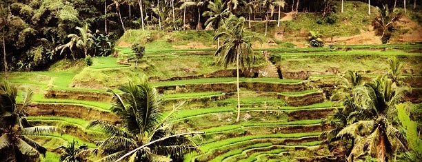 Tegallalang Rice Terraces is one of Bali North.