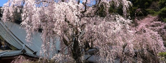 Kuon-ji Temple is one of Travel : Sakura Spot.