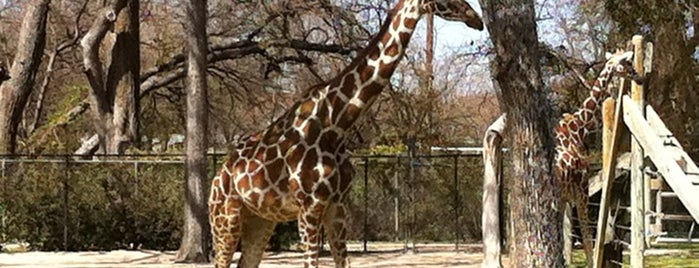 Fort Worth Zoo is one of My favs.