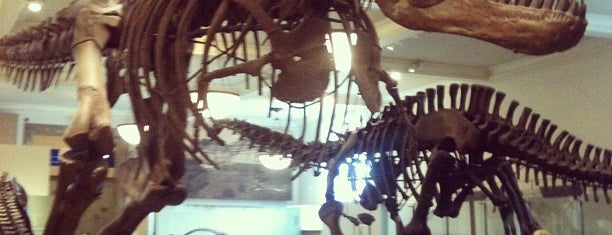 Museo Americano de Historia Natural is one of Nell's New York 2012.