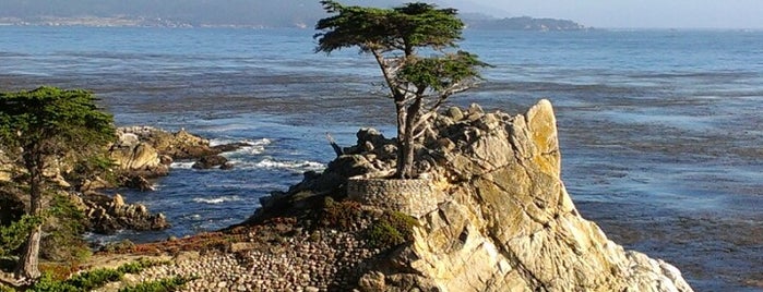The Lone Cypress is one of California.
