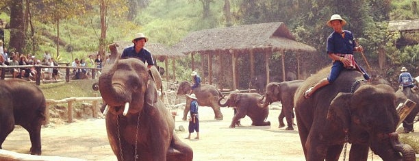 Maesa Elephant Camp is one of Chiang Mai,Thailand (清邁,泰國).