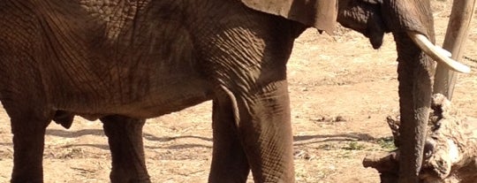 African Elephants is one of สถานที่ที่ Noori ถูกใจ.