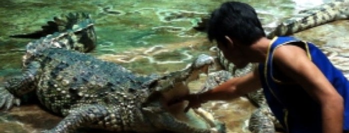 Samui Crocodile Farm is one of Обзорная поездка по Самуи.