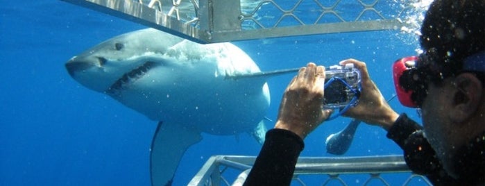 Shark Discovery - White Shark Cage Diving is one of Gespeicherte Orte von Andres.