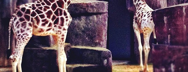 Milwaukee County Zoo is one of Lugares favoritos de Jennifer.