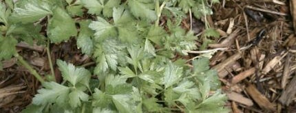 Nancy's Salsa Garden is one of veg.