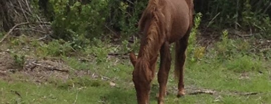 Back Beach Wild Horse Tours is one of Outer Banks Favorites.