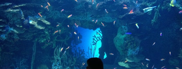 Georgia Aquarium is one of Gary's List.