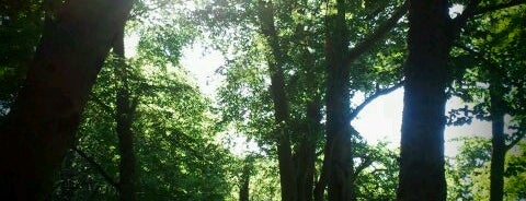 Bosco di Sant'Antonio is one of Parco Nazionale della Majella.