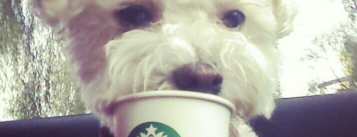 Starbucks is one of Locais curtidos por L.