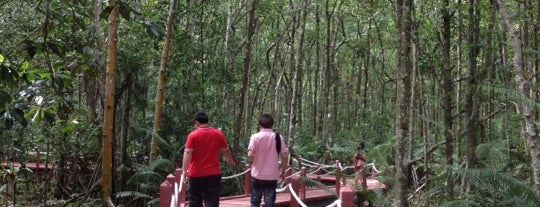 Hutan Paya Larut Matang is one of Best places in Taiping, Malaysia.
