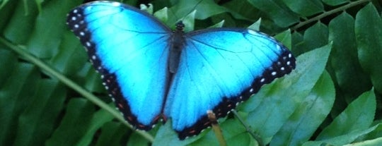 Butterfly House at Faust County Park is one of Lieux qui ont plu à Doug.