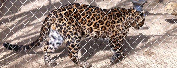 Exotic Feline Breeding Compound's Feline Conservation Center is one of Rosamond, CA.