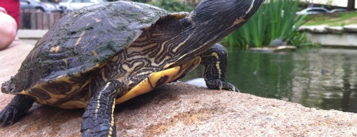 Turtle Pond is one of Heath'ın Beğendiği Mekanlar.