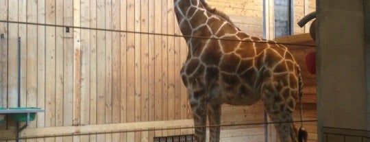 Giraffe Encounter is one of Tempat yang Disukai Adrian.