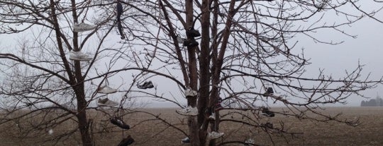 The Shoe Tree is one of Favorite Places.