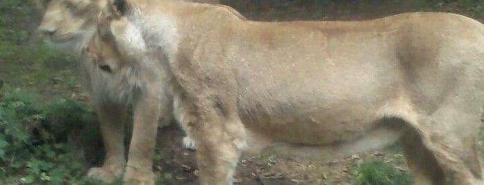 Lions At Edinburgh Zoo is one of Helen'in Beğendiği Mekanlar.