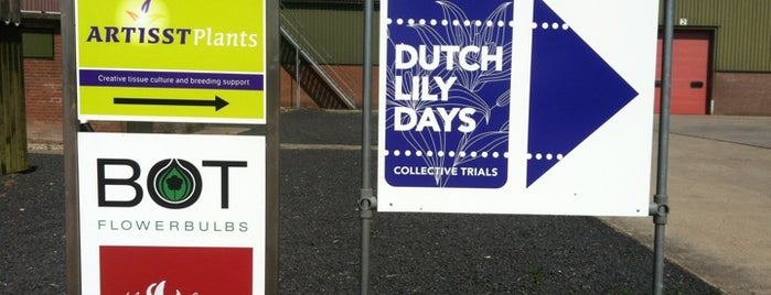 Dutch Lily Days - Collective Trials