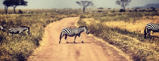 Serengeti National Park is one of TO DO VIAGEM.