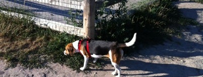 Cedarvale Park is one of Toronto Off-Leash Dog Parks.