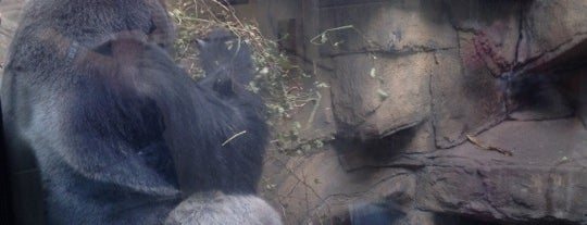 Great Ape Habitat is one of Lieux qui ont plu à John.