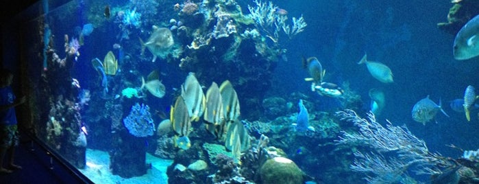 Aquarium des Lagons Nouvelle Caledonie is one of New Caledonia.